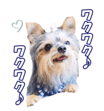 sorakirafan sticker #14325185