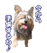 sorakirafan sticker #14325186