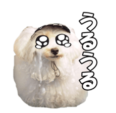 sorakirafan sticker #14325187