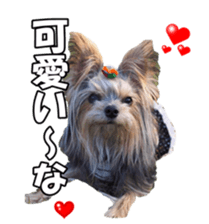 sorakirafan sticker #14325188