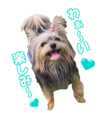 sorakirafan sticker #14325189