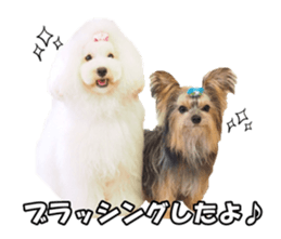 sorakirafan sticker #14325190