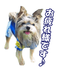 sorakirafan sticker #14325193