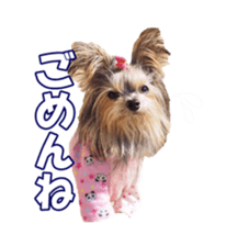 sorakirafan sticker #14325194