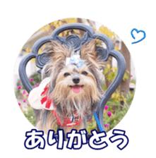 sorakirafan sticker #14325195