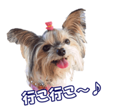 sorakirafan sticker #14325196