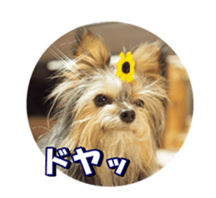 sorakirafan sticker #14325198