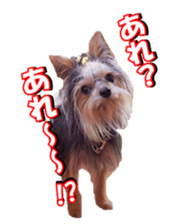 sorakirafan sticker #14325199