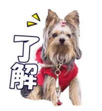 sorakirafan sticker #14325201