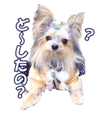 sorakirafan sticker #14325202