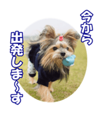 sorakirafan sticker #14325203