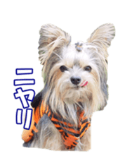 sorakirafan sticker #14325204