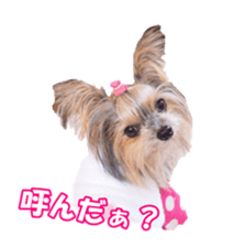 sorakirafan sticker #14325205