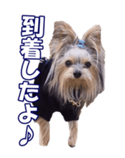 sorakirafan sticker #14325208