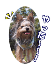 sorakirafan sticker #14325210