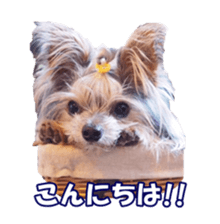 sorakirafan sticker #14325216