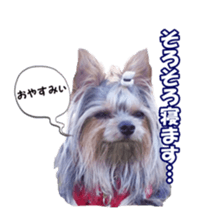 sorakirafan sticker #14325217