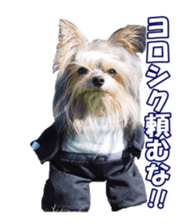 sorakirafan sticker #14325218