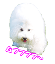 sorakirafan sticker #14325220