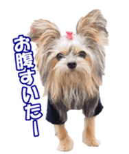 sorakirafan sticker #14325221