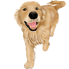 Friendly dog!Golden Retriever