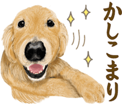 Friendly dog!Golden Retriever sticker #14329384
