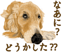 Friendly dog!Golden Retriever sticker #14329387