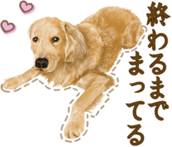 Friendly dog!Golden Retriever sticker #14329409