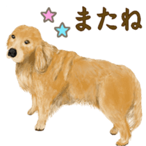 Friendly dog!Golden Retriever sticker #14329412