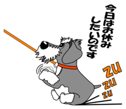 A lively Miniature Schnauzer sticker #14330663