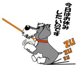 A lively Miniature Schnauzer sticker #14330663
