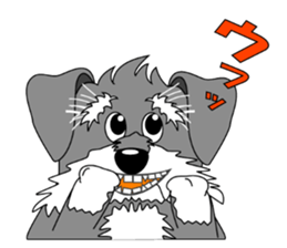 A lively Miniature Schnauzer sticker #14330667