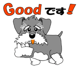 A lively Miniature Schnauzer sticker #14330677
