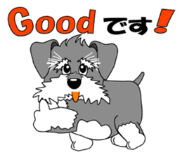 A lively Miniature Schnauzer sticker #14330677
