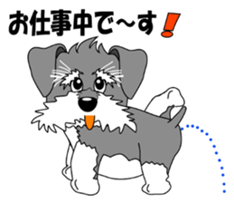 A lively Miniature Schnauzer sticker #14330678
