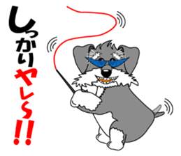 A lively Miniature Schnauzer sticker #14330681