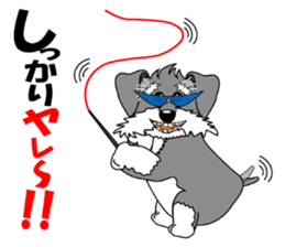 A lively Miniature Schnauzer sticker #14330681