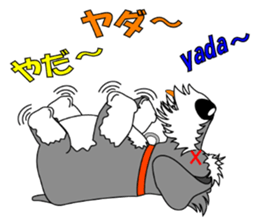 A lively Miniature Schnauzer sticker #14330683