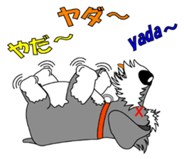 A lively Miniature Schnauzer sticker #14330683