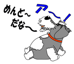 A lively Miniature Schnauzer sticker #14330688