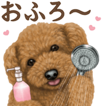 Toy Poodle & Toy Poodle. family sticker #14335000