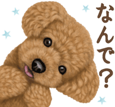 Toy Poodle & Toy Poodle. family sticker #14335011