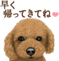 Toy Poodle & Toy Poodle. family sticker #14335021