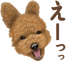 Toy Poodle & Toy Poodle. family sticker #14335023