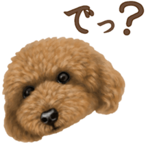 Toy Poodle & Toy Poodle. family sticker #14335024