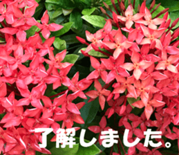 Saipan's sticker sticker #14335747