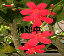 Saipan's sticker sticker #14335770