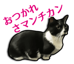 Puns on Cat Family sticker #14336390