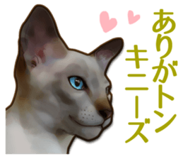 Puns on Cat Family sticker #14336391