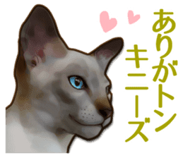 Puns on Cat Family sticker #14336391